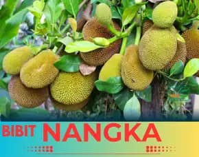 Sentra Bibit Pertanian, Bibit Nangka Super