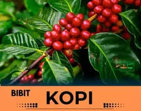 Petani Bibit Kopi, Harga Bibit Pohon Kopi Arabika