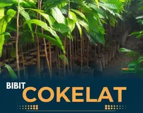 Pusat Bibit Kakao Yang Paling Bagus, Bibit Kakao Yang Baik Pollarise