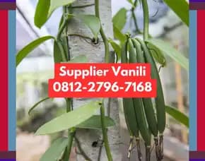 0812,2796,7168 Pabrik Vanili Di Tulungagung