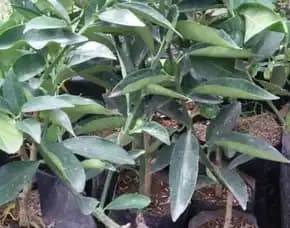 Sentra Bibit, Bibit Jeruk Santang Madu Di Bandung