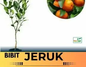 Sentral Pertanian  Bibit Jeruk Manis Dataran Rendah