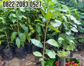 0822 2083 0527 ( Tsel ) Sentra Bibit Kopi, Bibit Kopi Arabika Unggul Dan Bersertifikat