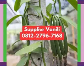 0812,2796,7168 Jual Bibit Vanili Terdekat Di Madiun