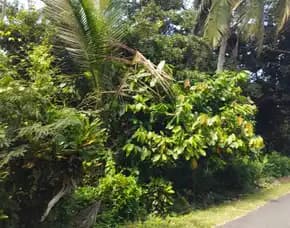 Dijual 4 Ha. / 5,4 Ha. Kebun Coklat & Kelapa, Br. Tireman Ds. Bengkel Sari Selemadeg Barat Tabanan