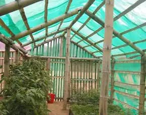 Jasa Pembuatan Greenhouse Bambu Terbaik, , Bangil, Pasuruan