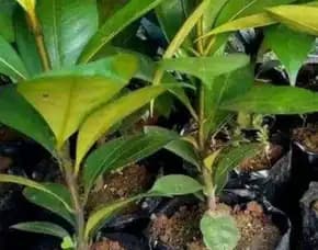 Sentra Bibit Manggis , Bibit Manggis Dari Biji, Bibit Manggis Dari Biji
