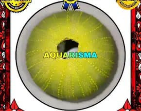 1 Pcs Cangkang Bulu Babi Bigs Hijau Echinus Melo Echinoidea Sea Urchins Grade A+
