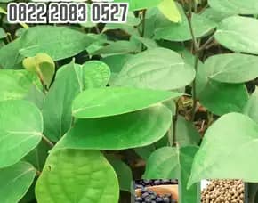 0822.2083.0527 (Tsel) Pusat Bibit,  Harga Bibit Lada Putih