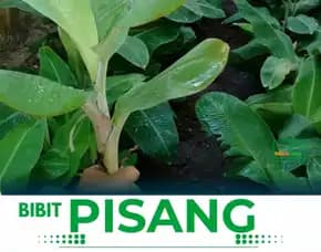 Benih Pisang Tanduk Untuk Dijual