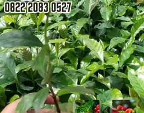 0822 2083 0527 ( Tsel ) Sentra Bibit Kopi, Bibit Kopi Robusta Unggul