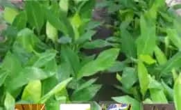 Wa 0822.2083.0527  Bibit Pisang Malang