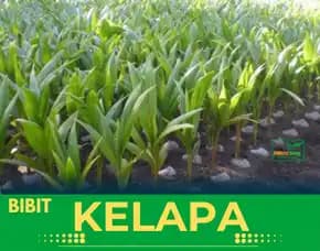 Sentra Bibit Kelapa, Bibit Kelapa Hibrida Jawa Tengah