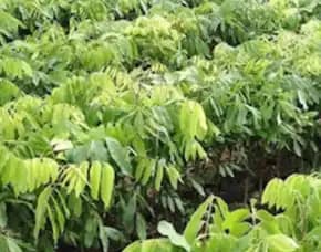 Bibit Kelengkeng Di Jombang