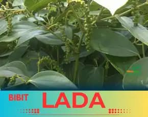 Pusat Bibit,   Bibit Lada India