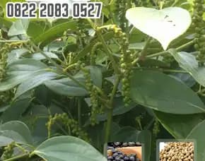 0822.2083.0527 (Tsel) Pusat Bibit,  Anak Benih Lada