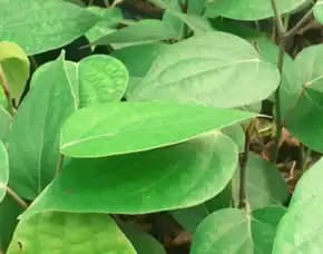 Pusat Bibit,  Bibit Lada Perdu Di Banjarnegara
