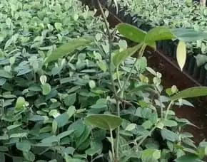 Pusat Bibit,   Benih Lada Perdu