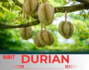 Sentra Pengadaan Bibit Durian Musang King Kaki Tiga