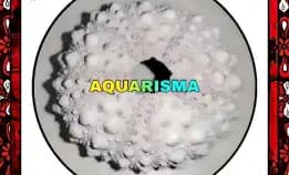 1 Pcs Cangkang Bulu Babi Big Putih Echinus Tylodes Echinoidea Sea Urchins Grade A+