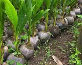 Sentra Bibit Kelapa, Bibit Kelapa Hibrida Di Jambi