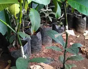 Sentra Bibit Manggis , Jual Bibit Manggis Di Medan, Bibit Pohon Manggis Di Medan