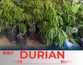 Sentra Pengadaan  Bibit Durian Montong Medan