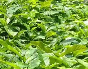 Sentra Bibit Kopi, Bibit Kopi Di Acen