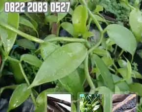 0822.2083.0527 (Tsel) Sentral    Bibit Vanili Jawa Timur