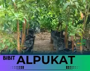 Sentral Bibit Bibit Alpukat Jogja