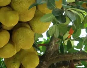 Sentra Bibit Pertanian, Bibit Nangka Unggul Di Medan