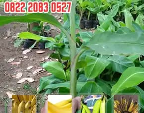 Wa 0822.2083.0527  Bibit Pisang Cavendish Bandung