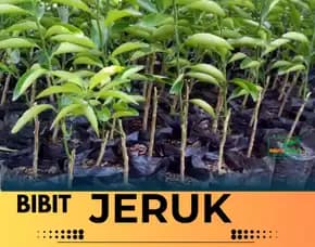 Sentral Pertanian Bibit Jeruk Santang Madu Di Bogor