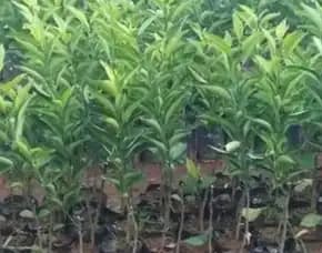 Sentra Bibit,  Bibit Jeruk Purut Okulasi