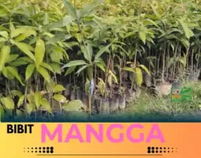 Hortikultura Bibit Unggul  Mangga Alpukat Di Pasuruan