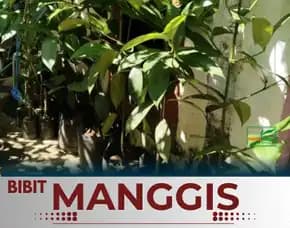 Sentra Bibit Manggis , Bibit Manggis Unggulan, Bibit Buah Manggis Unggul