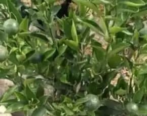 Sentra Bibit, Bibit Jeruk Santang Madu Di Semarang