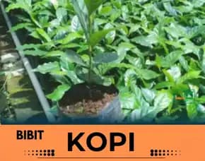 Petani Bibit Kopi, Bibit Kopi Arabika Gayo
