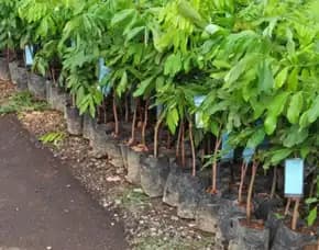 Bibit Lengkeng Aroma Durian