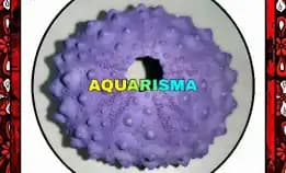1 Pcs Cangkang Bulu Babi Big Ungu Echinus Tylodes Echinoidea Sea Urchins Grade A+