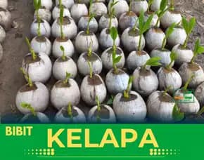 Sentra Bibit Kelapa, Bibit Kelapa Genjah Di Bali