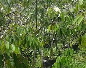 Hortikultura Buah Bibit Durian Duri Hitam Dongkelan