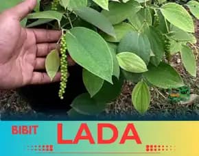 Pusat Bibit,  Harga Bibit Lada India