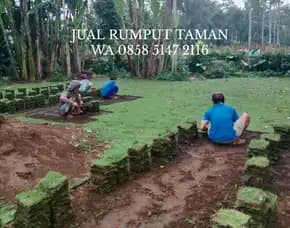 Supplier Rumput Jepang Pasuruan Termurah