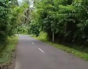 Dijual 47,65 Are, Jl. Rajawali Selatan Sdn 1 Ayunan Br. Griya Abiansemal Badung