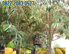 0822.2083.0527 (Tsel)  Hortikultura Buah  Bibit Durian Petruk Jepara
