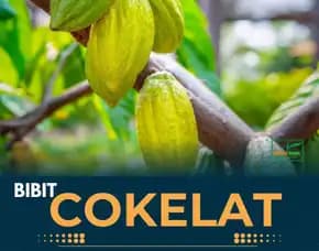 Sentra Bibit Kakao Coklat Di Sumatera Utara,   Bibit Kopi Coklat Pollarise