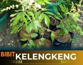 Agrocenter Harga Bibit Kelengkeng Unggulan