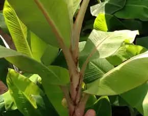 Penjual Bibit Pisang Raja