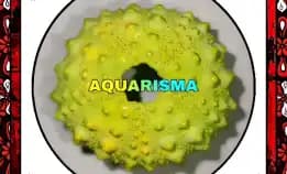 1 Pcs Cangkang Bulu Babi Big Hijau Echinus Tylodes Echinoidea Sea Urchins Grade A+